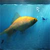 Коллаж Гигантская золотая рыбка