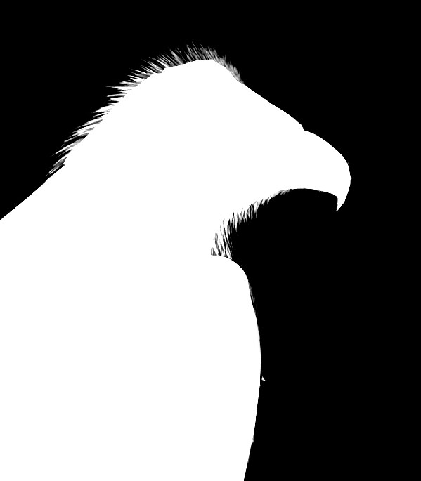 Чёрно-белая фотоманипуляция с птицей